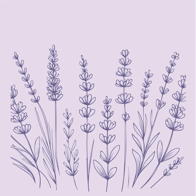 Lavender flowers set Hand drawn lavender vector illustration