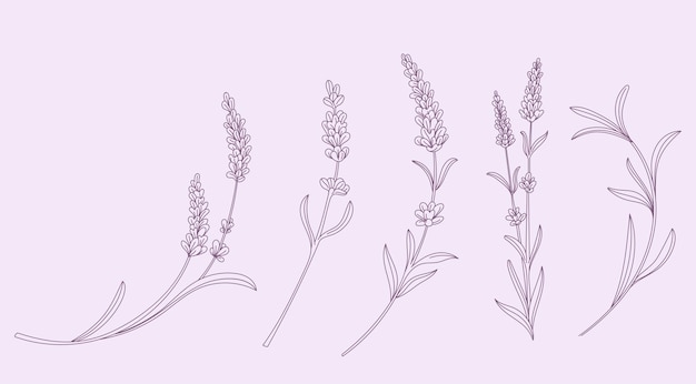 Vector lavender hand drawn set vector flower