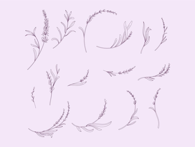 Lavender hand drawn set vector flower