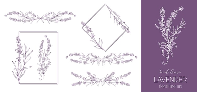 Vector lavender line drawing floral line art fine line lavender illustration hand drawn flowers botanical