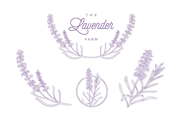 Lavender plant hand drawn illustration set