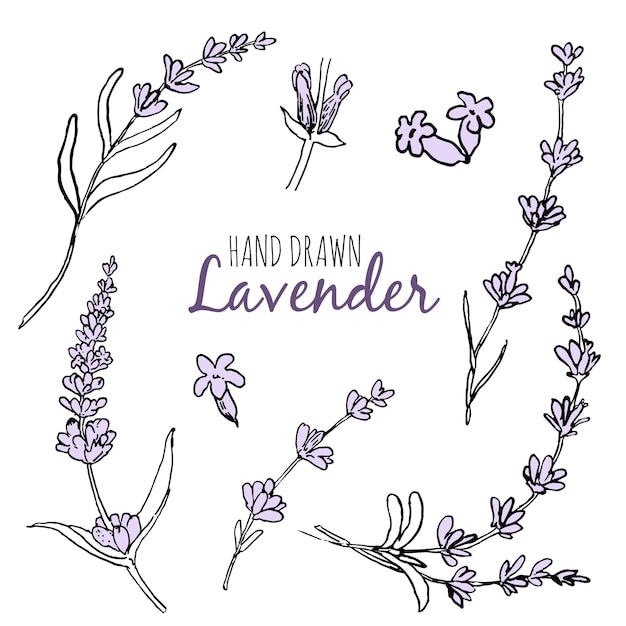 Lavender sketch vector set Black line lavender Vector hand drawn tea herb Illustration set