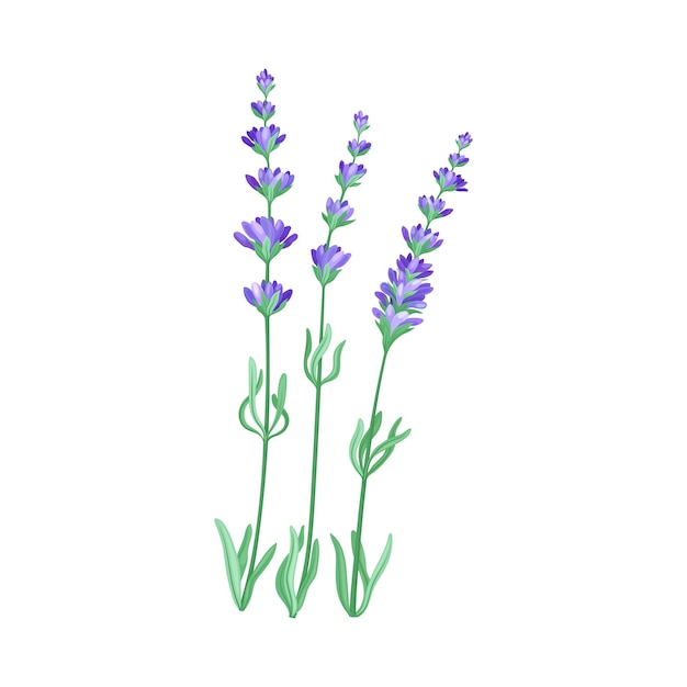 Lavender Twig as Kitchen Herb for Cooking Vector Element