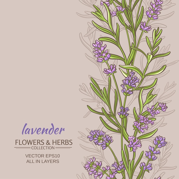 Lavender vector background