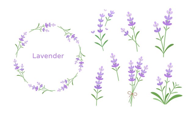 Vector lavender vector flat illustration set