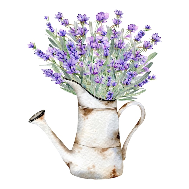 Lavender Watercolor Illustration Provence Herbs