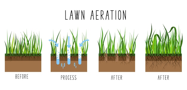 Lawn aeration process steps - before and after, lawn grass care service, gardening 