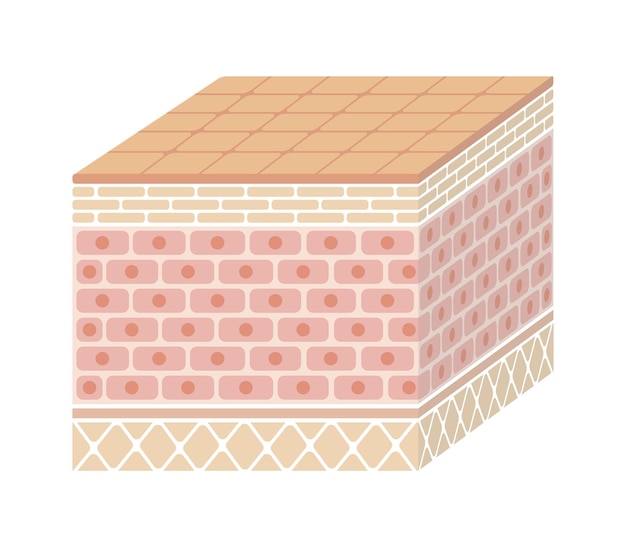 Layer of human skin illustration