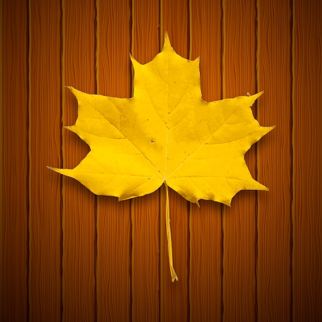 Vector leaf. autumn