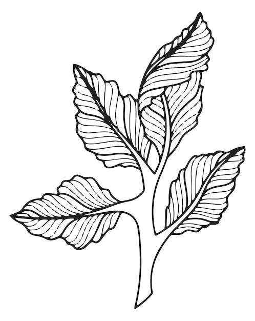 Leaf branch in asian style Botanical element drawing