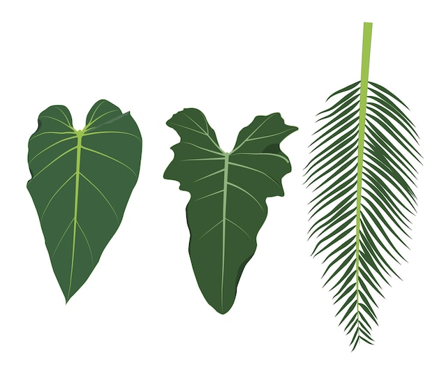 Leaf Elephant ear(Colocasia esculenta var. aquatilis ) and palm leaf (Arecaceae) green