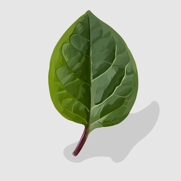 leaf Realistic hand drawn illustrations and vectors