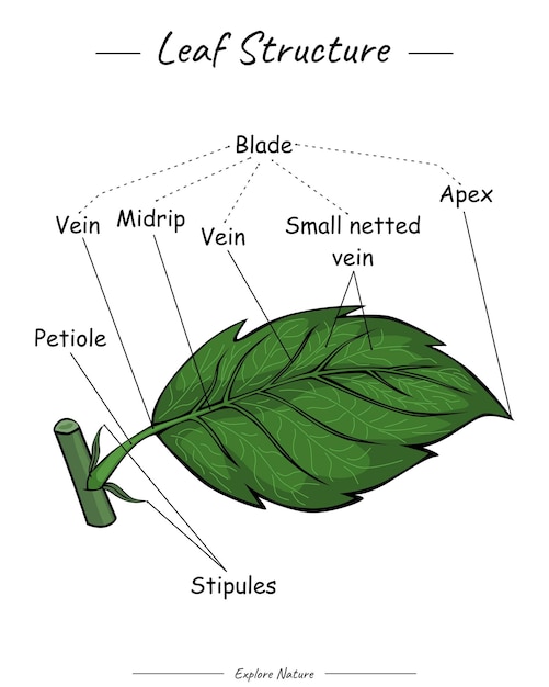 Leaf structure