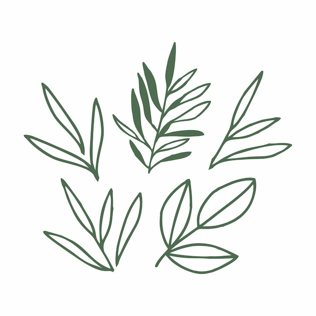 leaf vector doodle botanical illustration set