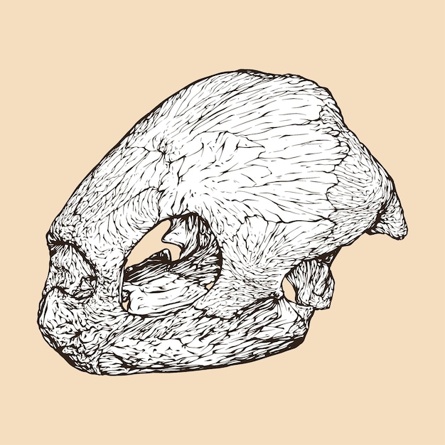 Leatherback sea turtle skull head vector illustration