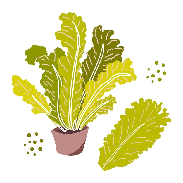 Leaves of lettuce in a pot Healthy vegetable Vector illustration