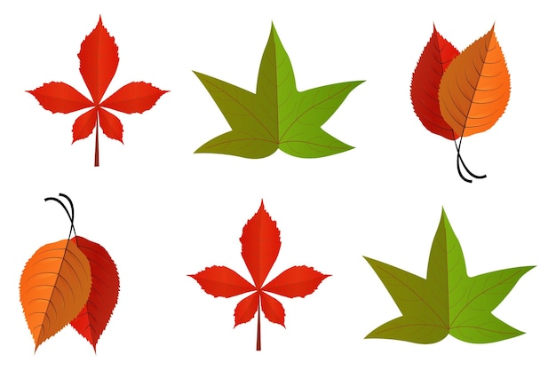 leaves plant colorful for Autumn leaves logo vector image on white background