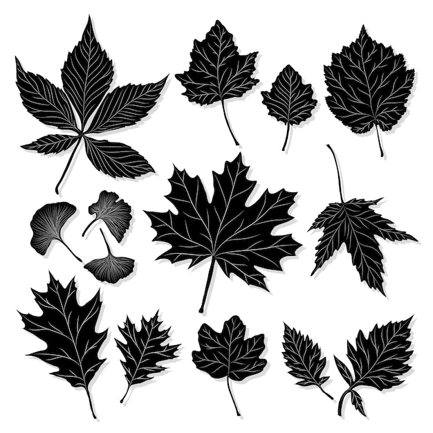 Leaves silhouette on white background vector