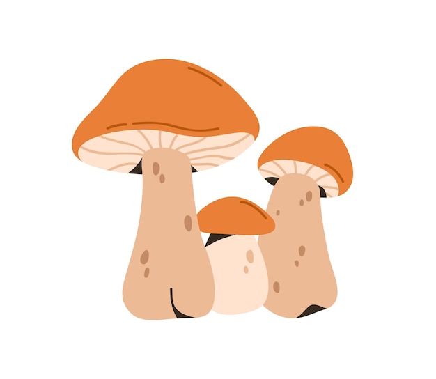 Leccinum fungi Edible forest mushrooms Fresh fall seasonal boletus composition Autumn fungus cap and stalk Botanical flat vector illustration isolated on white background