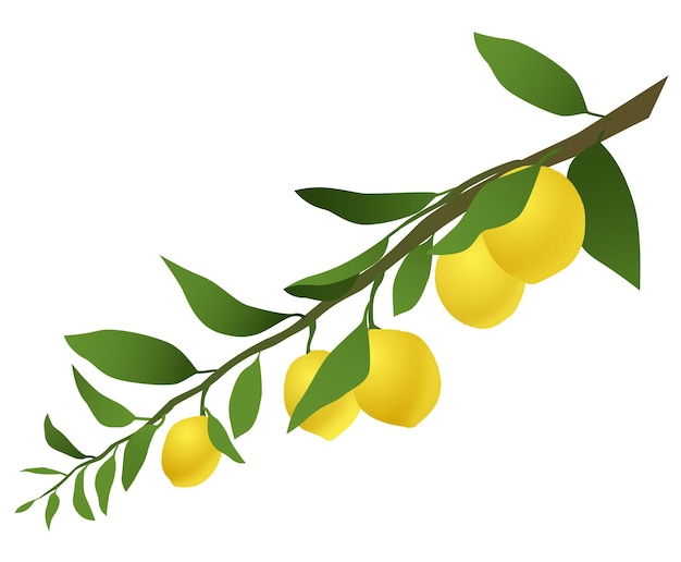 Lemon Branch