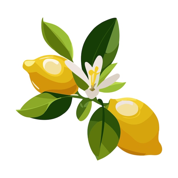 Lemon Fruit on a branch Citrus Tropical plant Vector illustration on a white background