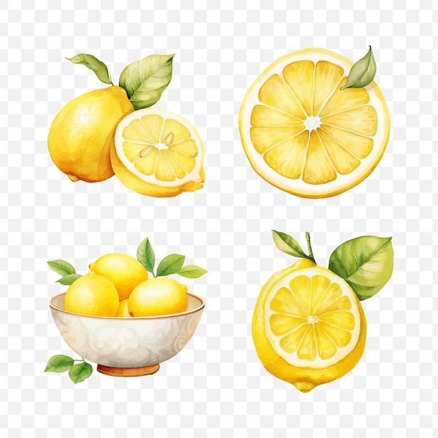 Lemon fruit in watercolor drawing style