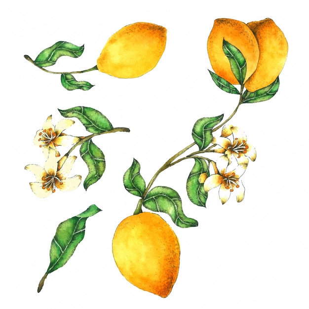 Lemon hand painted in watercolor collection