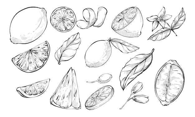 Vector lemon handdrawn collection