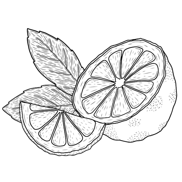 Lemon illustration on white background vector art