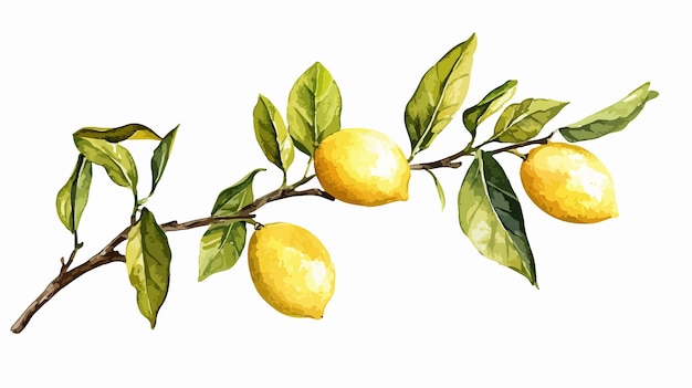 Vector lemon tree branch watercolor illustration