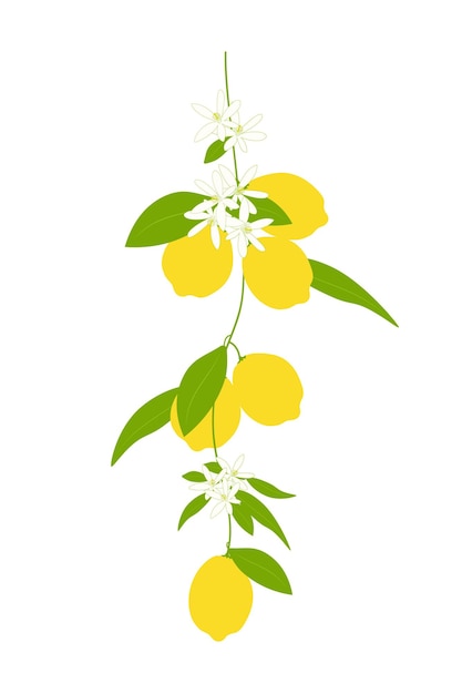 Lemon tree branch with fruits leaves and blossoms, vector illustration on white background