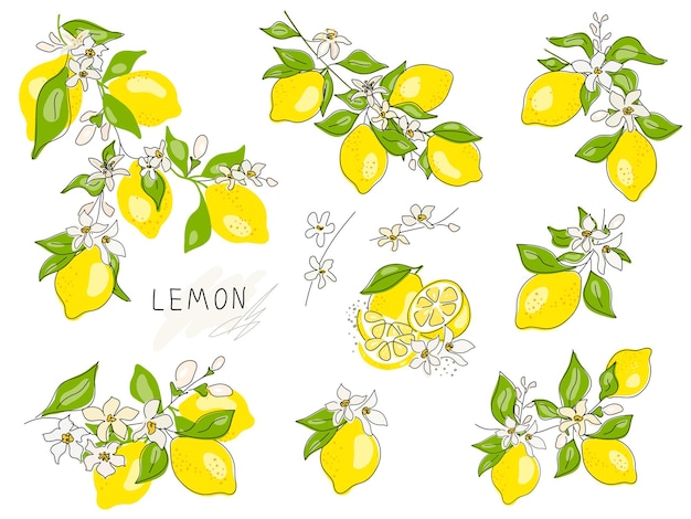 Lemon tree branch with yellow lemon, flowers and green leaves isolated on white. Doodle. Set