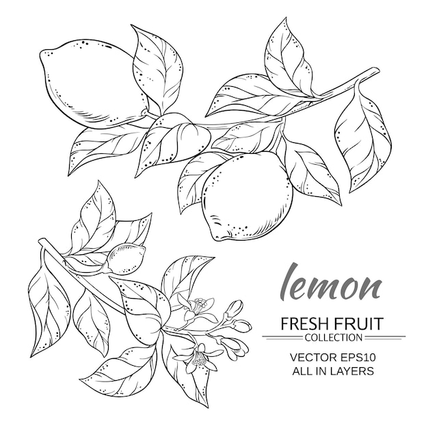 Lemon vector set