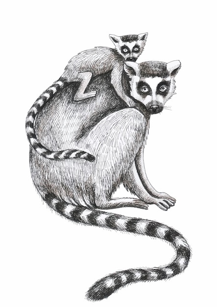 Lemurs pattern animal