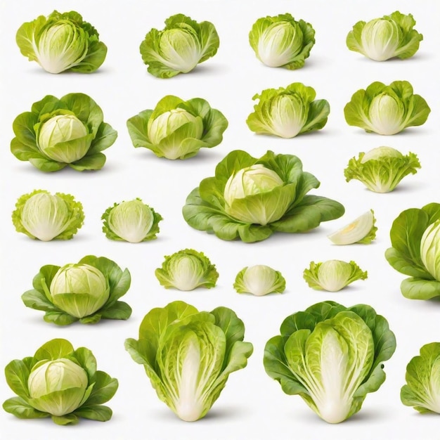 Lettuce cartoon vector set White background isolated