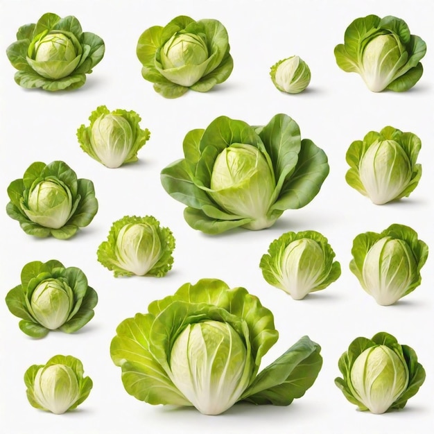 Lettuce cartoon vector set White background isolated