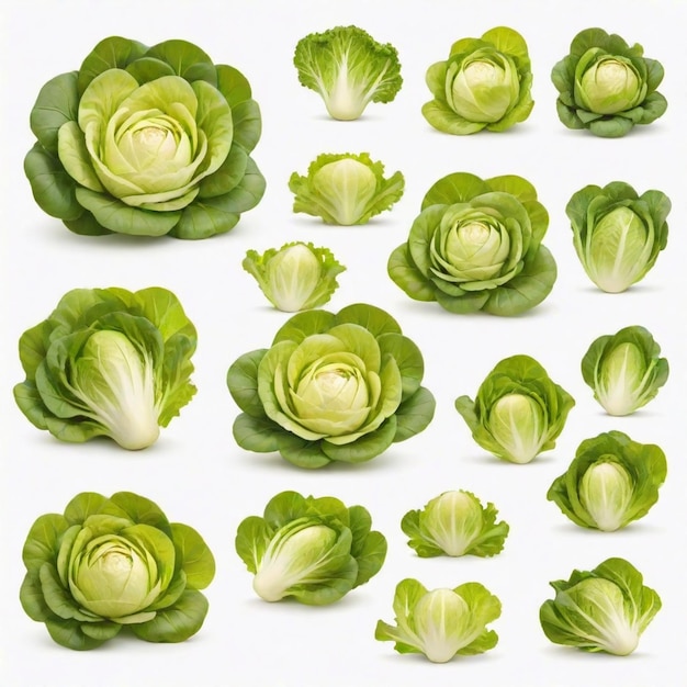 Lettuce cartoon vector set White background isolated