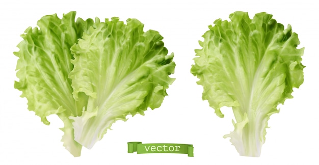 Lettuce. Leaf vegetable, 3d realistic 