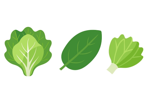 Vector lettuce leaves set isolated flat vector illustration on white background