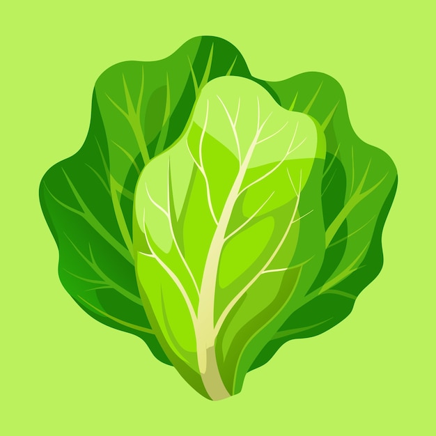 Vector lettuce leaves vegetable color clip art vector illustration design