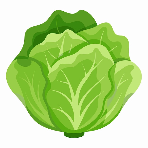 Lettuce Leaves Vegetable Color Clip Art Vector Illustration Design