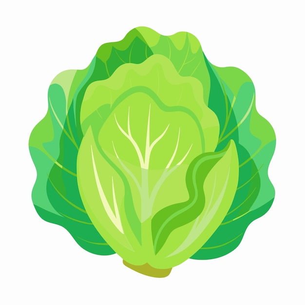 Lettuce Leaves Vegetable Color Clip Art Vector Illustration Design