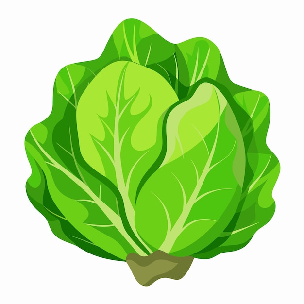 Vector lettuce leaves vegetable color clip art vector illustration design