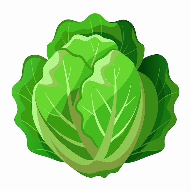 Lettuce Leaves Vegetable Color Clip Art Vector Illustration Design