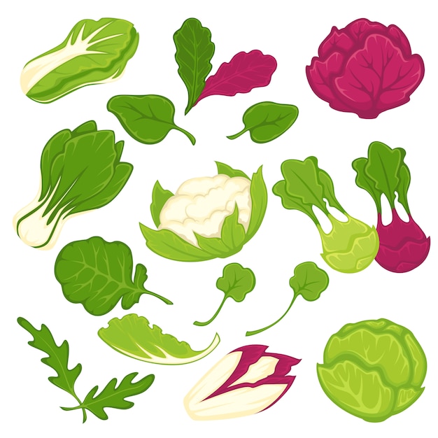 Lettuce salads leafy vegetables vector isolated icons set