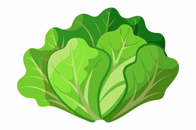 Vector lettuce vector illustration isolated in white background