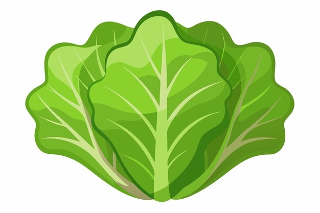 Vector lettuce vector illustration isolated in white background