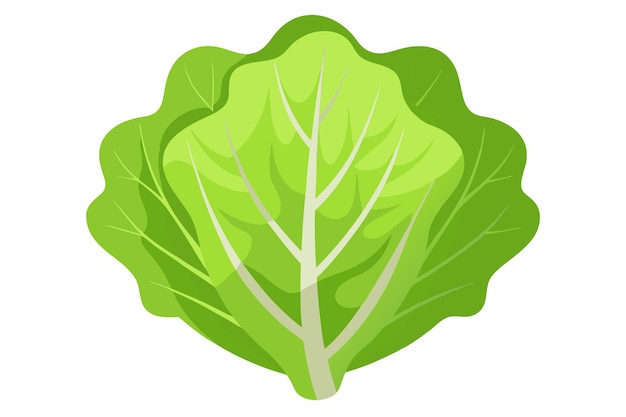 Vector lettuce vector illustration isolated in white background