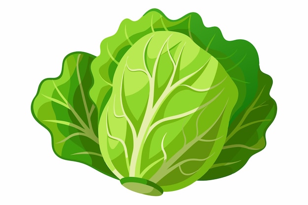 Vector lettuce vector illustration isolated in white background