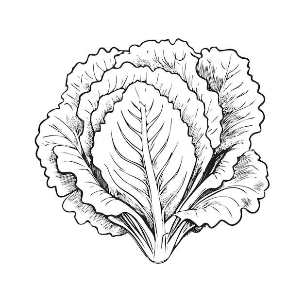 Vector lettuce vegetable food organic fresh vitamin healthy vegan sketch style